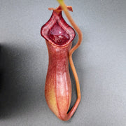 Large Nepenthes Briggsiana