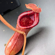 Large Nepenthes Briggsiana