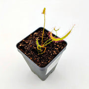 Drosera binata