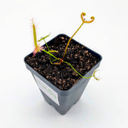 Drosera binata