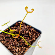 Drosera binata