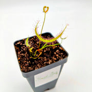 Drosera binata