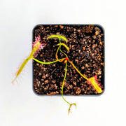 Drosera binata