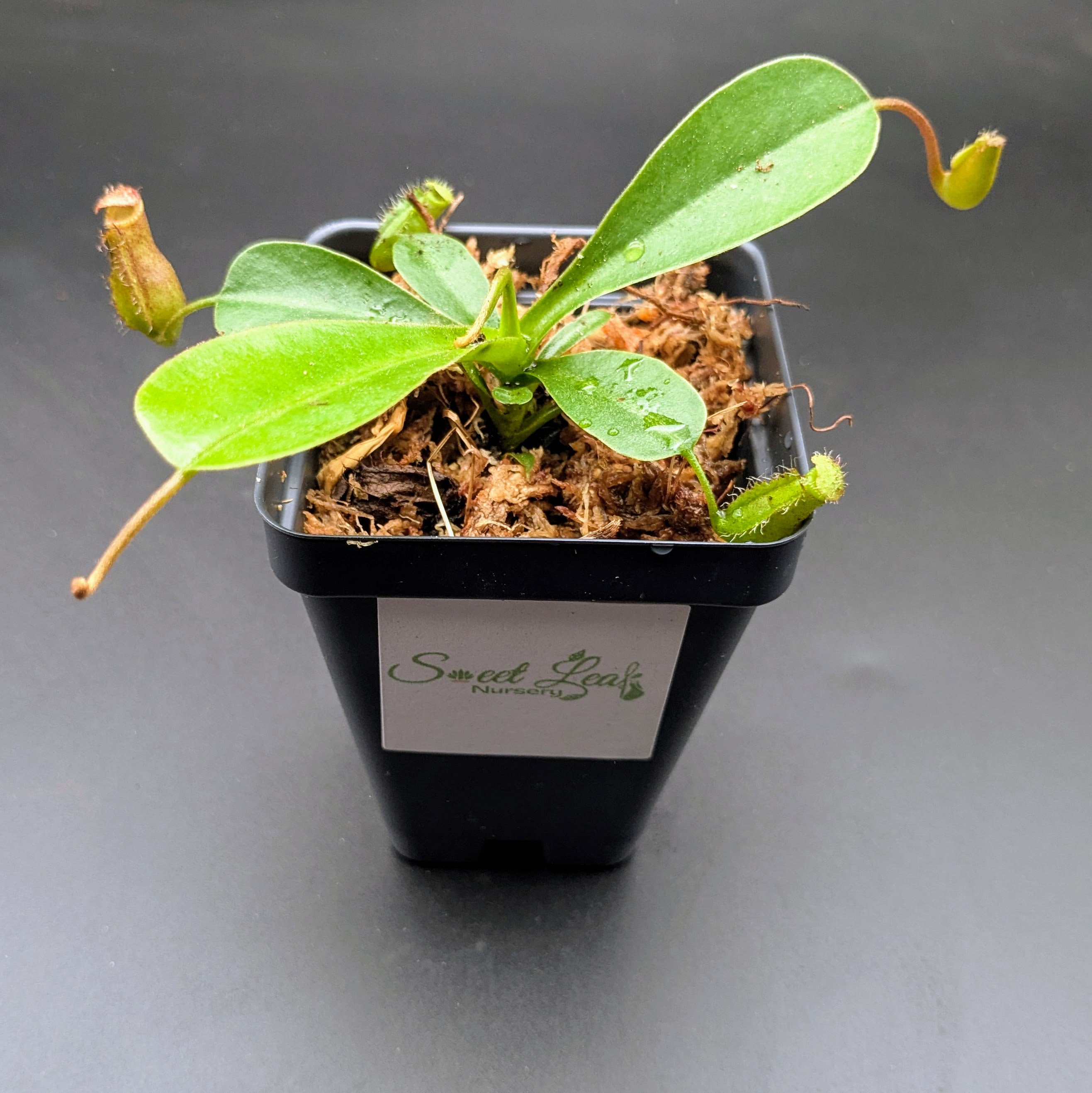indoor pitcher plant for sale Small Nepenthes Briggsiana – Sweet Leaf Nursery
