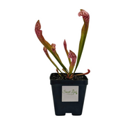 Sarracenia Scarlet Belle
