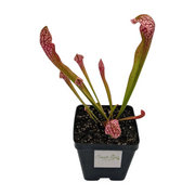 Sarracenia Scarlet Belle