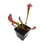 Sarracenia Scarlet Belle