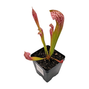Sarracenia Scarlet Belle