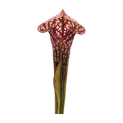 Sarracenia Scarlet Belle