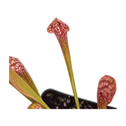 Sarracenia Scarlet Belle