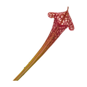 Sarracenia Scarlet Belle