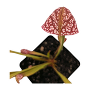 Sarracenia Scarlet Belle