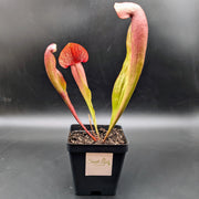 Sarracenia × catesbaei - Sweet Leaf Nursery