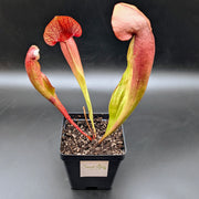 Sarracenia × catesbaei - Sweet Leaf Nursery