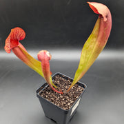 Sarracenia × catesbaei - Sweet Leaf Nursery