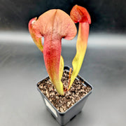 Sarracenia × catesbaei - Sweet Leaf Nursery
