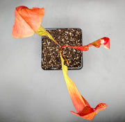 Sarracenia × catesbaei - Sweet Leaf Nursery