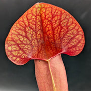 Sarracenia × catesbaei - Sweet Leaf Nursery