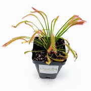 Drosera Capensis 'Dark Maroon'