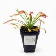 Drosera Capensis 'Dark Maroon'