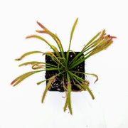 Drosera Capensis 'Dark Maroon'