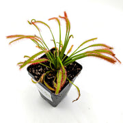 Drosera Capensis 'Dark Maroon'