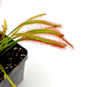 Drosera Capensis 'Dark Maroon'