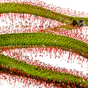 Drosera Capensis 'Dark Maroon'