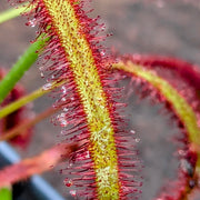 Drosera Capensis 'Dark Maroon'