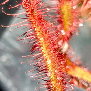 Drosera Capensis 'Dark Maroon'