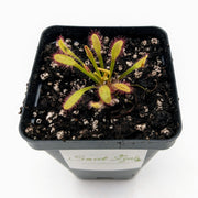 Drosera Capensis 'Mini Red'