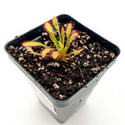 Drosera Capensis 'Mini Red'