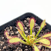 Drosera Capensis 'Mini Red'