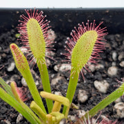 Drosera Capensis 'Mini Red'