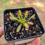 Drosera Capensis 'Mini Red'