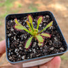 Drosera Capensis 'Mini Red'