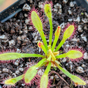 Drosera Capensis 'Mini Red'