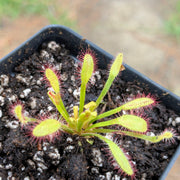 Drosera Capensis 'Mini Red'