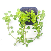 Pilea Depressa ‘Baby Tears’ - Sweet Leaf Nursery