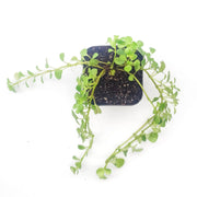 Pilea Depressa ‘Baby Tears’ - Sweet Leaf Nursery