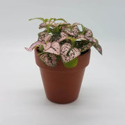 Pink Hypoestes phyllostachya - Sweet Leaf Nursery