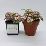 Pink Hypoestes phyllostachya - Sweet Leaf Nursery