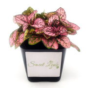 Pink Hypoestes phyllostachya - Sweet Leaf Nursery