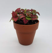 Red Hypoestes phyllostachya - Sweet Leaf Nursery