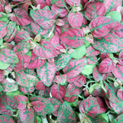 Red Hypoestes phyllostachya - Sweet Leaf Nursery