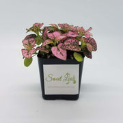 Rose Hypoestes phyllostachya (Deep Dark Pink) - Sweet Leaf Nursery