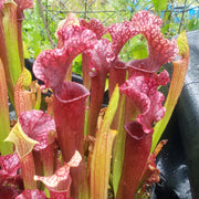 Sarracenia Judith Hindle - Sweet Leaf Nursery