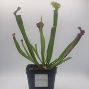 Sarracenia Judith Hindle - Sweet Leaf Nursery
