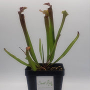 Sarracenia Judith Hindle - Sweet Leaf Nursery