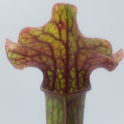 Sarracenia Judith Hindle - Sweet Leaf Nursery